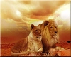 Cavas Lion Picture