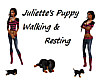 Juliette's Puppy-walking