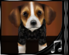 Boy Beagle4 Pet w/S