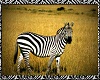 Zebra Portrait v1