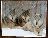 3 Wolves