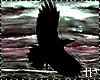 Flaying Crows Animated