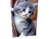 Cat 8