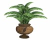 Potted Palm