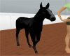 [X] Black Newborn Horse