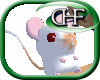 HFD Rat - Siamese