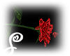 =S= Red Rose Alone