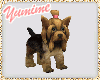 [Y] Yorkshire Terrier B
