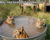 bathing tigers