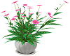 Flowers Pot Pink