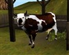 FARM COW