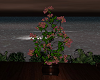 Night Life tree plant