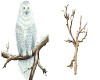 snowy branch & Owl fille