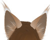 Fox Ears