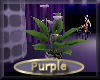 [my]Purple Lily Plant