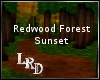 [LR]RedwoodForestSunset