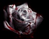 Cutout - Rose Blood