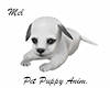 Pet Pupy Anim White Grey