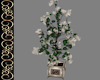 Ballroom Plant 4