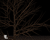 Zone /  Spooky Tree