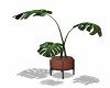 MONSTERA Plant