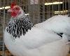 Farm Chicken Animatie