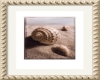 Beach Art ~Seashells~