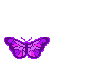 [Arz]Mariposa lila
