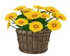 Yellow Daisy Bucket