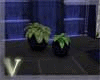 V: Loftito plants