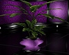 Purple Rose Plant