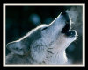 Howling wolf ArtWork 