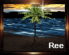 Ree|SCH COCONUT TREE