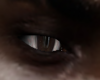Asteri Black Eyes