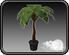 -S- Potted Palm Tree
