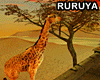 [R] Sunset Safari