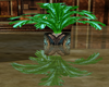 [SXE]Africana refl plant