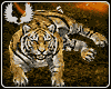 *-*Animated Tiger