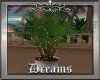 *Tropics* Plant
