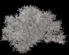 SILVER GOTH BUSH