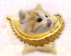 Durian榴莲猫猫