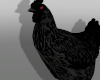 ✮ Evil Chicken c:<