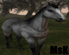 [MsK] Grey Horse