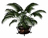 pot bronze color palm