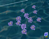 Purple Lotus Flowers