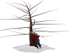 Winter kissing tree
