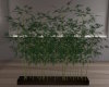 [J]Sky Line Bamboo Plant