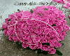 *114Heart Pink Roses