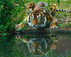Tiger _Frame