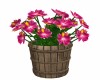 Pink Orchid Bucket